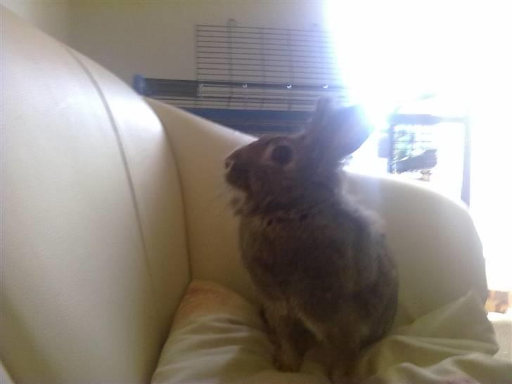 Kanin Trunte billede 4