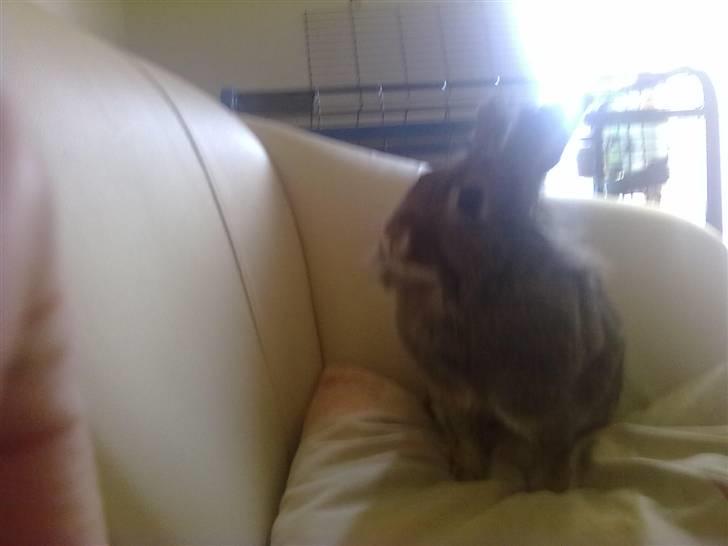 Kanin Trunte billede 5