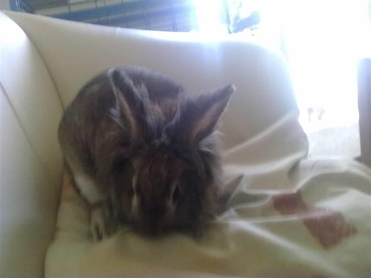 Kanin Trunte billede 6