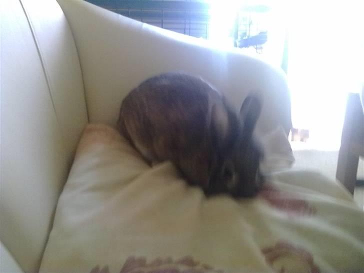 Kanin Trunte billede 7