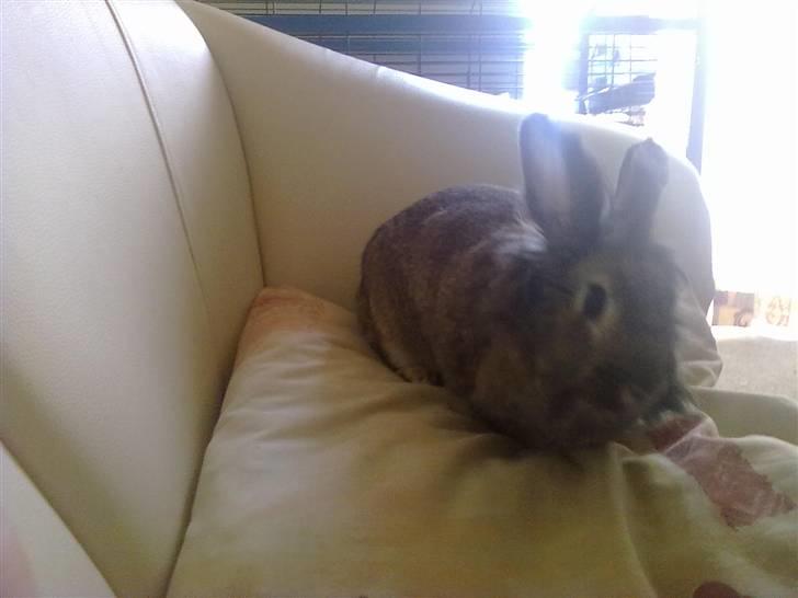 Kanin Trunte billede 8