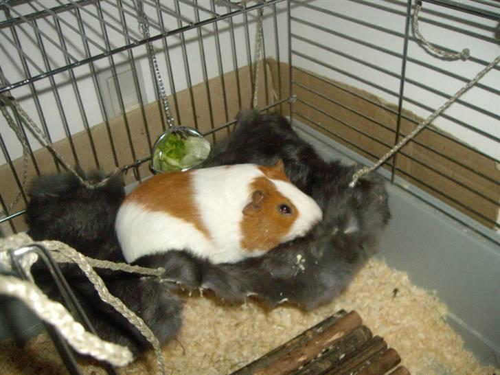 Marsvin Gandor  - dejlig hængekøje billede 2