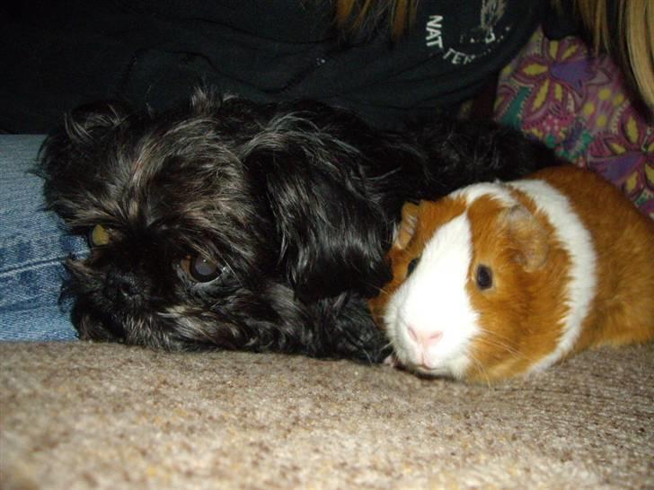 Marsvin Gandor  - Gandor sammen med min venindes hund Luna billede 3