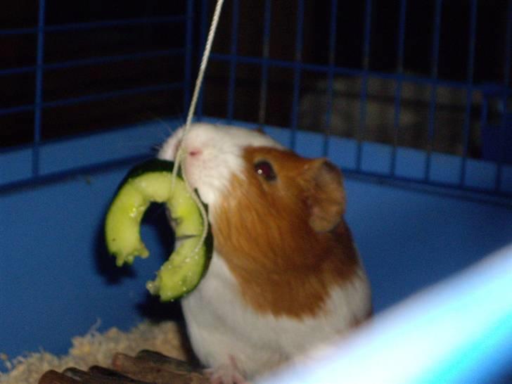 Marsvin Gandor  - agurk! billede 4