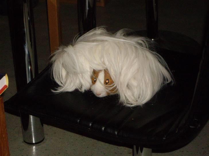 Marsvin Gandor  - Det bedste sted er under andre marsvin, her en der hedder Yuri billede 5