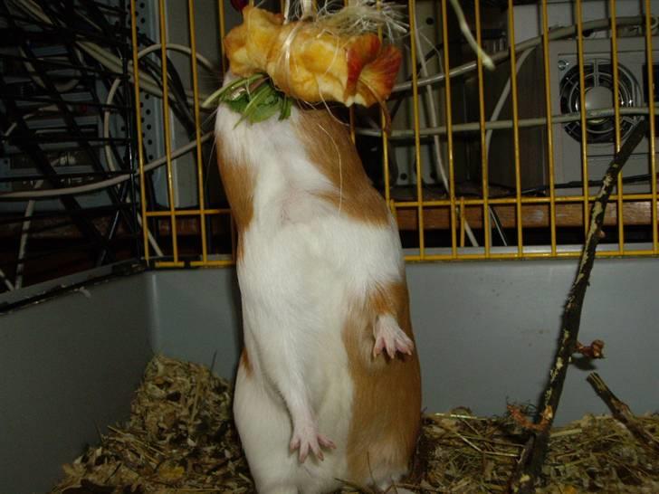 Marsvin Gandor  - hvad gør man ikke for mad? billede 7