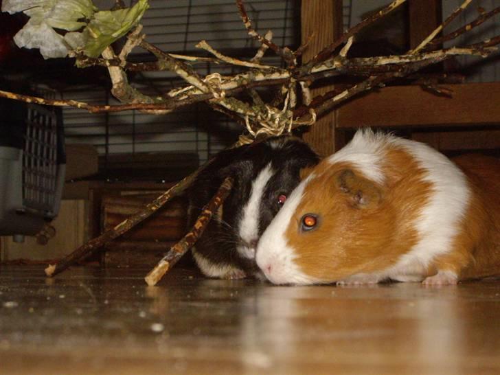 Marsvin Gandor  - hvem skal have salaten billede 8