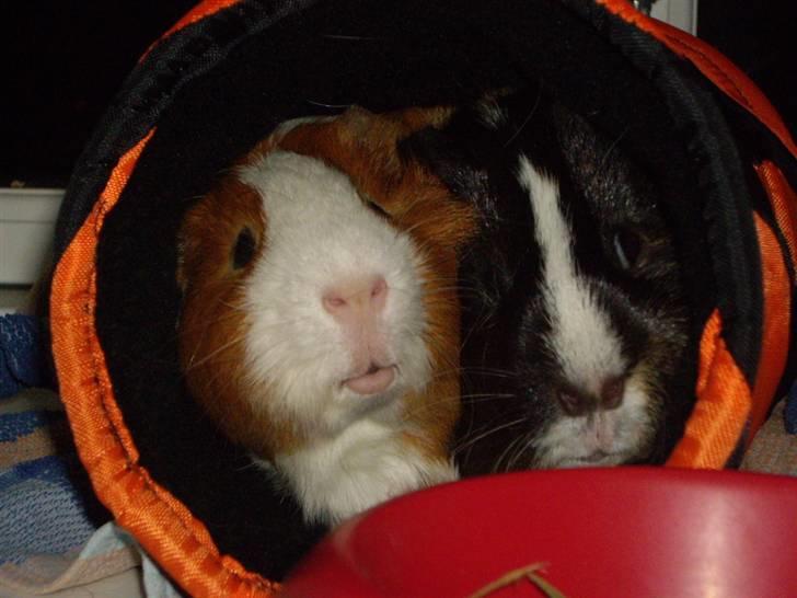 Marsvin Gandor  - det er åbenbart bedre at være klemt sammen skjult en masser af plads ikke-skjult billede 9