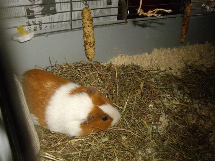 Marsvin Gandor  - zzzz billede 10