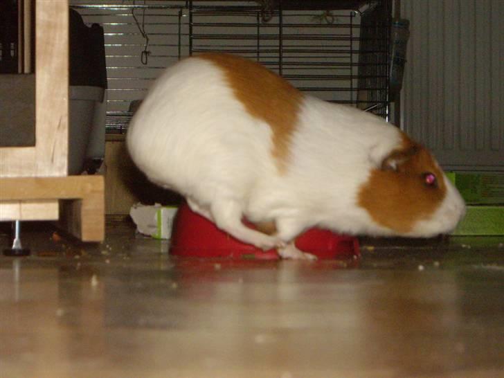 Marsvin Gandor  - alt undersøges, det var reolen, og nu videre til det næste billede 11