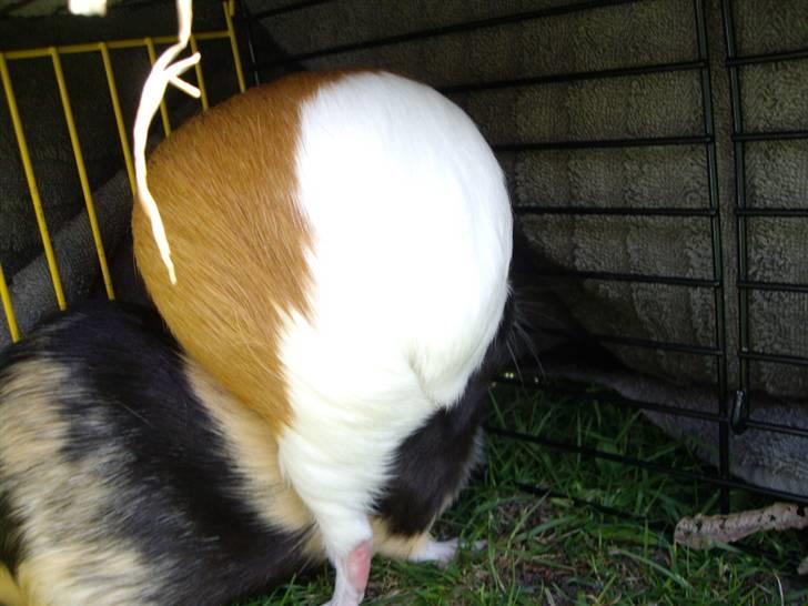 Marsvin Gandor  - ind og gemme sig bag Tess billede 12