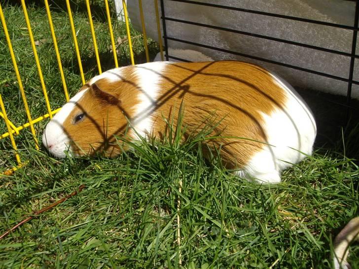 Marsvin Gandor  - Første sol i år billede 1