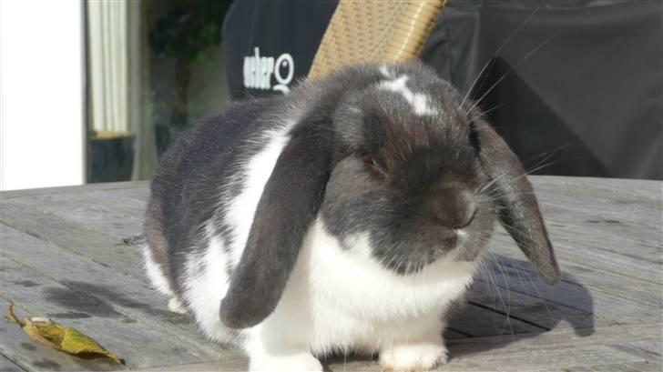 Kanin Medina billede 15