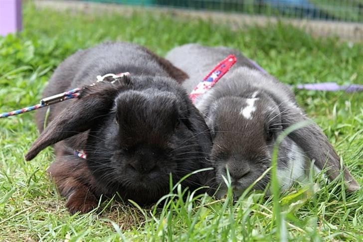 Kanin Medina - Medina og Koma <3 billede 16