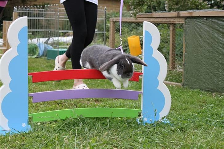 Kanin Medina billede 17