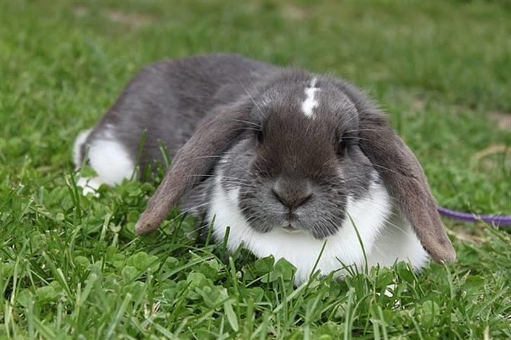 Kanin Medina billede 18