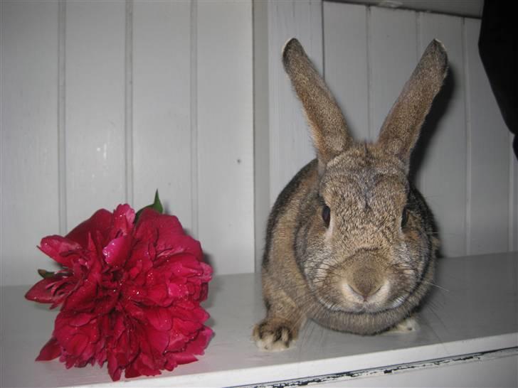 Kanin             - Ninus R.I.P - Taget den 10 juni 2010 billede 20