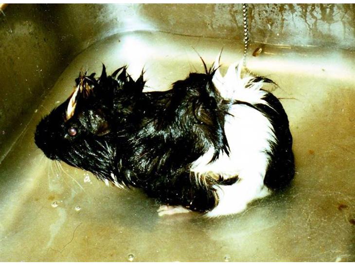 {{currentPhoto.altText}} billede {{currentPhoto.number}}