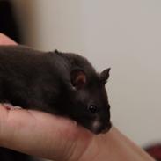Hamster Noir