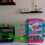 Dværghamster Hektor