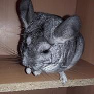 Chinchilla Chilimor