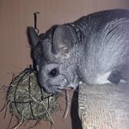 Chinchilla Chilimor