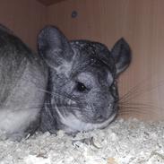 Chinchilla Chilimor