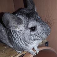 Chinchilla Chilimor