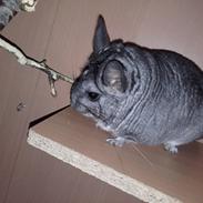 Chinchilla Chilimor