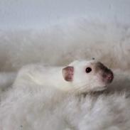 Tamrotte Mimmi's Malibu