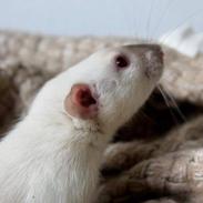 Tamrotte Mimmi's Malibu