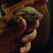 Tamrotte Mimmi's Malibu