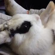 Kanin Stald Lundegaards oreo