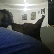 Marsvin Plet [himmel gris]