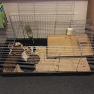 Marsvin Mutti, Pjuske og Plet