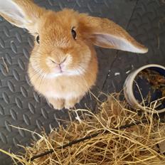 Kanin Donna - R.I.P.