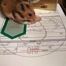 Hamster Mars Twillight *Himmel hamster*