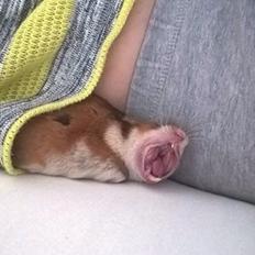 Hamster Mars Twillight *Himmel hamster*