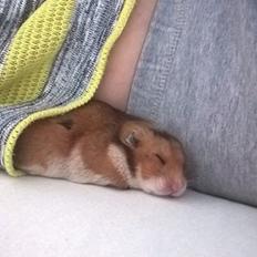 Hamster Mars Twillight *Himmel hamster*