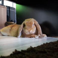 Kanin Donna - R.I.P.