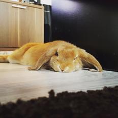 Kanin Donna - R.I.P.