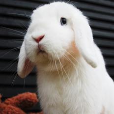 Kanin Feminiques Karma Valentino