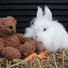 Kanin Prinsesse pjuske