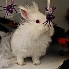 Kanin Prinsesse pjuske