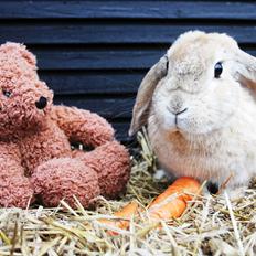 Kanin Askelunds Aius Candelifera