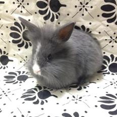 Kanin Hannibal {Løvehoved}