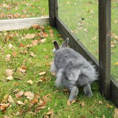 Kanin Hannibal {Løvehoved}