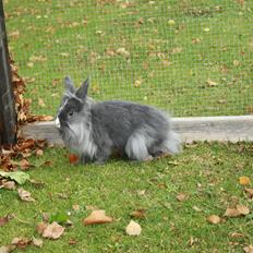 Kanin Hannibal {Løvehoved}