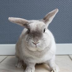 Kanin Snefnug •Himmelgnaver•