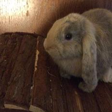 Kanin Studsdals Honey <3